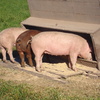 Manejo de la alimentación en sistemas de producción porcina
