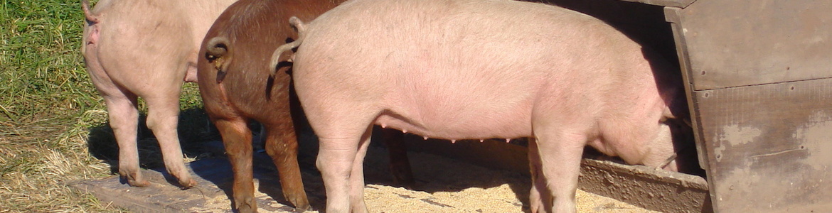 Manejo de la alimentación en sistemas de producción porcina