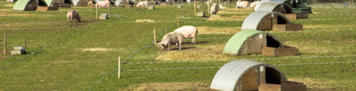 Sistemas Sustentables de Producción Porcina al Aire Libre